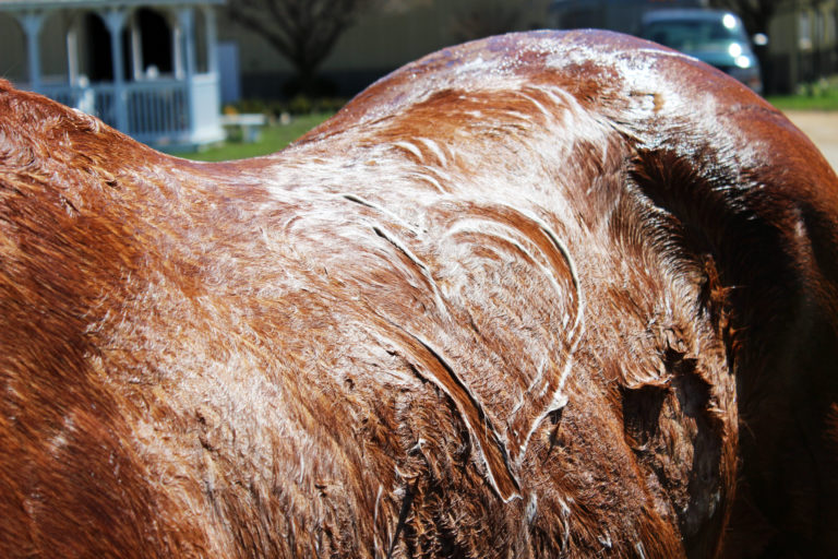 A soapy horse with a heart drawn in the suds