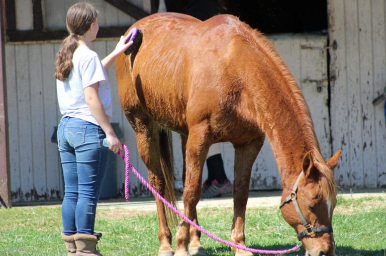A girl is grooming a pony